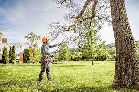 Best Tree Removal Service  in Ellijay, GA