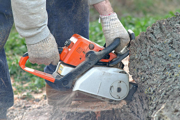  Ellijay, GA Tree Services Pros